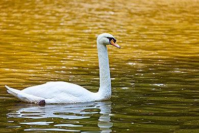 Bethesda再次注册新游戏商标“Spyteam”