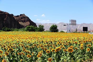 《对马岛之鬼》发售一周年 DICE剪辑大师晒美图庆祝